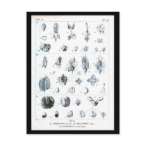 Postcard-Botanicals-Botanical chart