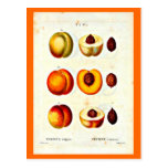 Postcard-Botanicals-Pierre Joseph Redoute 17