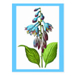 Postcard-Botanicals-Pierre Joseph Redoute 18