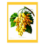 Postcard-Botanicals-Pierre Joseph Redoute 3