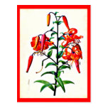 Postcard-Botanicals-Pierre Joseph Redoute 4