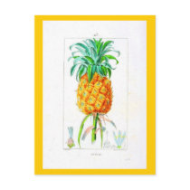 Postcard-Botanicals-Pineapple