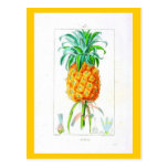 Postcard-Botanicals-Pineapple