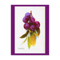 Postcard-Botanicals-Plums