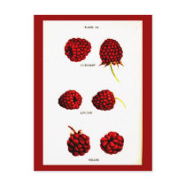 Postcard-Botanicals-Raspberries