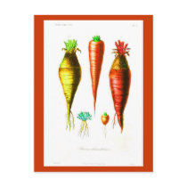 Postcard-Botanicals-Root Vegetables