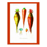 Postcard-Botanicals-Root Vegetables