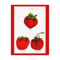 Postcard-Botanicals-Strawberries 7