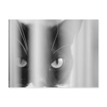 Postcard Cat