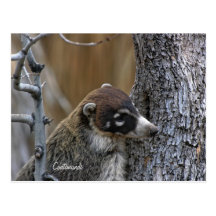 Postcard: Coatimundi #2