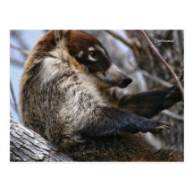 Postcard: Coatimundi #3