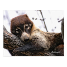 Postcard: Coatimundi #4