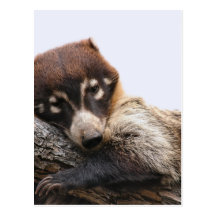 Postcard: Coatimundi #4 (Portrait)