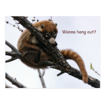 Postcard: Coatimundi #5
