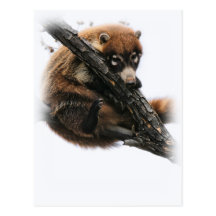 Postcard: Coatimundi #5 (Portrait)