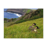 Postcard /  Endangered Hawaiian Nene Geese