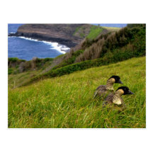 Postcard /  Endangered Hawaiian Nene Geese