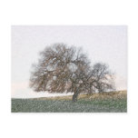 POSTCARD - Forgotten Oak
