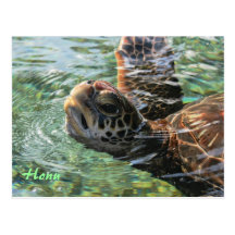 Postcard: Green Sea Turtle