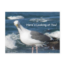 Postcard:  Here's Looking at You Gull