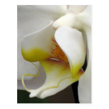 Postcard - Orchid