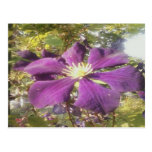 Postcard Passionate Purple Flower