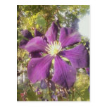 Postcard Passionate Purple Flower