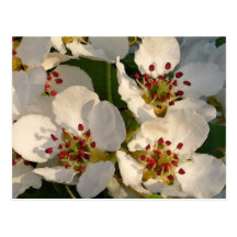 Postcard Pear Blossoms Watercolor Style
