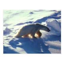 Postcard / Polar Bear in Cape Lisburne