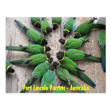 POSTCARD - Port Lincoln Parrots Australia