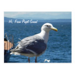 Postcard:  Seagull #1