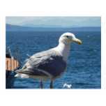 Postcard:  Seagull #1