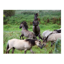 postcard stallions