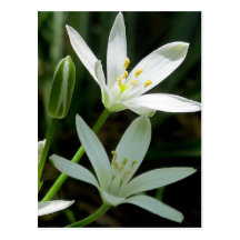 Postcard: Star-of-Bethlehem (Flower)