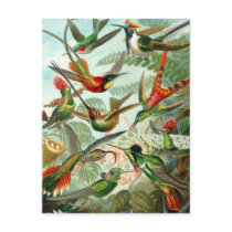 Postcard:  Trochilidae ("Hummingbirds") by Haeckel