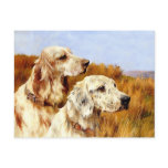 Postcard: Two Setters by Arthur Wardle
