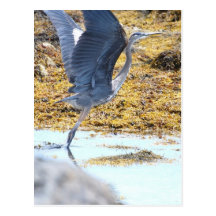 Postcard Vertical Template - Customised