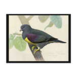 Postcard-Vintage Chicago Art-Abyssinian Birds 1