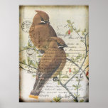 Postcard Waxwings posters