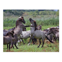 postcard wild stallions