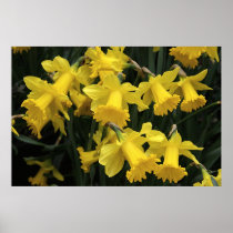 Poster, "A Medley of Daffodils"