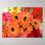 Poster, African Daisies in a Riot of Colour posters