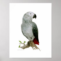 Poster - African Grey