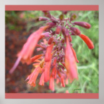 Poster - Agastache in Bloom