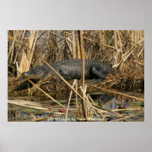 Poster / Alligator, sunning at St. Marks NWR