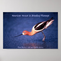 Poster / American Avocet in Breeding Plumage