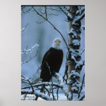 Poster / Bald Eagle in winter snow