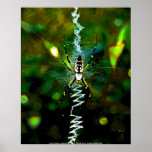 Poster Banana Spider - Coastal North Carolin... posters