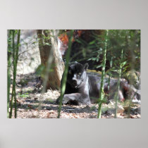 Poster Black Jaguar