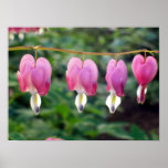 Poster: Bleeding Hearts Plant posters